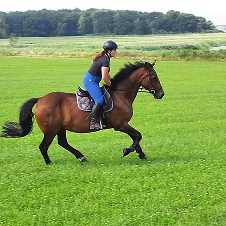 Garden Retreat Gustow (Vorpommern-Rugen)